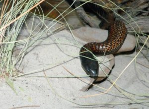 Snake Safety